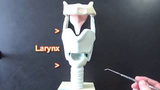 Larynx Model [upl. by Ylla]