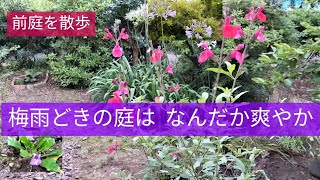 梅雨どきの庭、チェリーセージ、アガパンサス、等爽やかです。ペンタス、紫サギゴケを植えて、コスモスも苗が大きくなりました。 [upl. by Silber902]