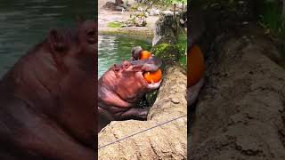 Hungry hippus hippo animals wildlife funny zoo comedyfilms funnyscenes funnysence [upl. by Enimrac]