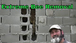 Bee Man Vs Cinder Block Wall Full Of Bees [upl. by Alat]