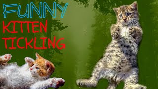 Funniest Cat Tickling Reaction Compilation Youll Ever See [upl. by Ansley640]