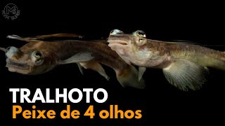 PEIXE DE 4 OLHOS  TRALHOTO [upl. by Litta]