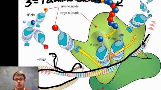 Unit 5 Review  Genetics [upl. by Odraude]