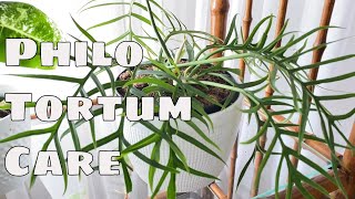 Philodendron Tortum House Plant Care Tips [upl. by Keeley321]