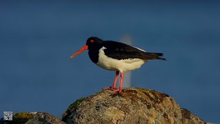 Eurasian oystercatcher callTjeld sangКуликсорока голосHuîtrier pie chantAusternfischer ruf [upl. by Siletotsira]