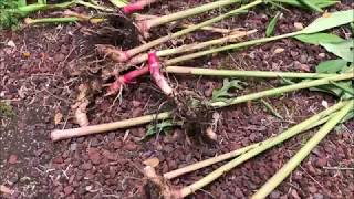 Growing WHITE GINGER LILY  Hedychium Coronarium [upl. by Wildee]