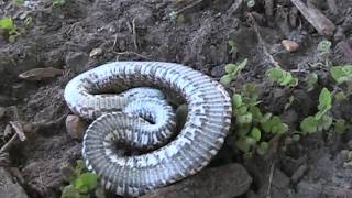 Eastern Hognosed Snake [upl. by Ixel]