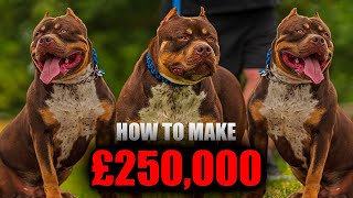 How to Make £250k from Studding Your Dog  Bullys From UK [upl. by Suivatco]