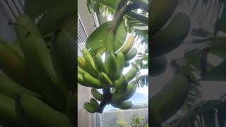 Saging sa aming garden hinog na🥰 [upl. by Ynffit]