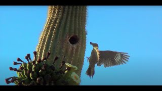 Saguaro Wilderness A Day in the Desert [upl. by Tigdirb201]