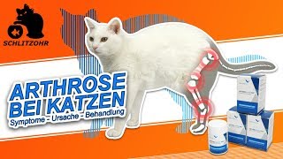 🔥Arthrose bei Katzen  Ursache amp Symptome  VetAthletics  Arthroshine HA² [upl. by Bradski]