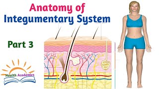 Anatomy of Integumentary System Helpful Video with Amharic Speech Part 3 [upl. by Fontana]