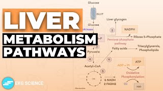 Liver Metabolism Carbohydrates Amino Acids amp Lipids [upl. by Aryam]