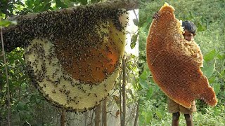 Amazing Honey Farming Honey Harvesting Honey Processing Factory Honey Agriculture How Honey is Made [upl. by Ramirol]