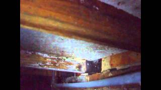 Timber Survey Woodworm and Rot [upl. by Streetman]