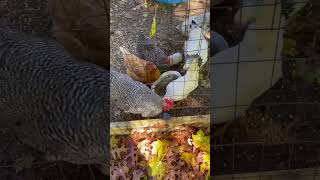 Check out my song “Hopscotch” music fyp chickens rooster edwardxd hopscotch [upl. by Carlene]