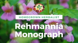 Rehmannia Monograph  Herbal Review with Doctor Jones [upl. by Craggie]