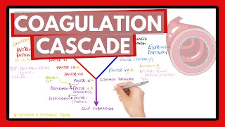 Coagulation Cascade  Easy Way To Remember Intrinsic vs Extrinsic Pathways  PT or PTT [upl. by Neitsirk336]