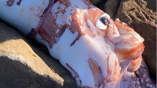 Gigantischer Tintenfisch an der südafrikanischen Küste tot angespült [upl. by Sedgewinn]