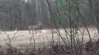 Opening Day Firearm deer season 2013 [upl. by Assert]