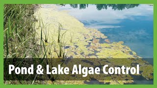 How to Get Rid of Algae in a Pond  Pond amp Lake Algae Control [upl. by Ellebanna931]