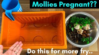 My Mollies are Pregnant  What to do when your mollies are pregnant Mollies breeding  Fish Pond [upl. by Garrik]