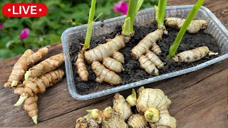 🔴Cultivo de Jengibre y Cúrcuma en Maceta  En Casa [upl. by Chere]