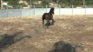 caballos de venta rancho san angelquotsementales y maquilasquot [upl. by Pacificia684]