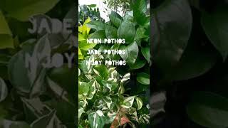 Three Kinds of Houseplant for Beginners plants houseplant [upl. by Sinnej]