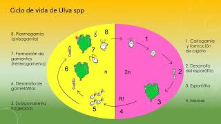 Division Chlorophyta Algas verdes [upl. by Ruthy]