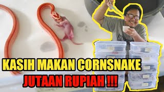 KASIH MAKAN 10 EKOR BABY CORNSNAKE‼️  MAKAN PERTAMA DARI AWAL MENETAS‼️ [upl. by Learrsi]