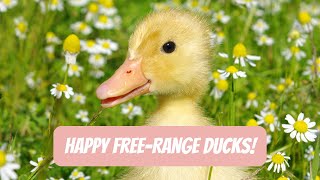 Whats Holding You Back from Raising Happy Ducks [upl. by Studdard]