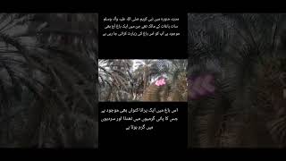 مدینہ منورہ میں نبی کریم صلی اللہ علیہ وآلہ وسلم islamicvideoduetz lifestylechannelislamicvideo [upl. by Romeon]