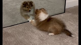 Sheltie puppy sees himself in the mirror for the first time [upl. by Odranreb969]