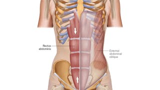 Rectus Sheath [upl. by Outlaw]