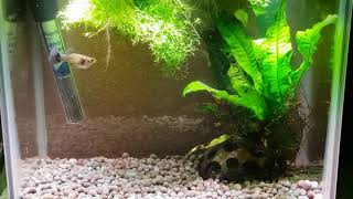 CROSS BREEDING GUPPIES AND ENDLERS [upl. by Ysle]