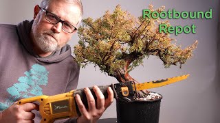 Bonsaify  Repotting a Root Bound Nursery Tree [upl. by Nyleahcim]