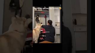 Mommy Please Help me🐕 I Want my toy back 🥲 yt funnydog dog mommy toys shorts love dogtoys [upl. by Clyve382]