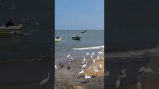 Negombo fishing town [upl. by Seavir]