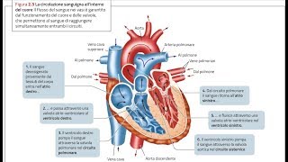 ANATOMIA1  Apparato Cardiovascolare il CUORE parte 1 [upl. by Crist]