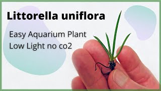 Littorella uniflora Aquarium Plant An Easy Low light Plant [upl. by Auhesoj]