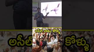 నెమలి ముక్కు కోడి ఎలా పుట్టింది  livestock farming chickenfarming [upl. by Weksler848]