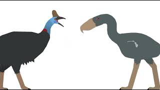 Kelenken Vs Cassowary [upl. by Dolf]