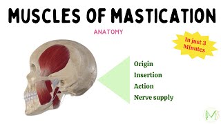 Muscles of Mastication  In just 3 Minutes  Anatomy  Medinare [upl. by Bever]