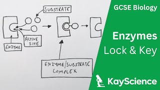 Lock amp Key Theory of Enzymes  GCSE Biology  kaysciencecom [upl. by Queena]