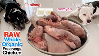 Pit Bulls eat RAW Whole Freerange Organic Chicken ASMR BARF  Mukbang [upl. by Obla]