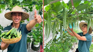 Planting and Caring for quotSnake Gourdquot fruit The fruit is very good for health [upl. by Hsak141]