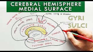 Medial surface of the Cerebral hemisphere  Gyri and sulci  Neuroanatomy [upl. by Asiram]