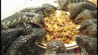 Shingleback lizards eating lunch [upl. by Samanthia]