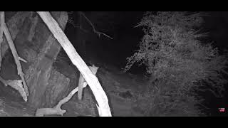 A Bushbaby makes its way along the Olifants river [upl. by Cordie]